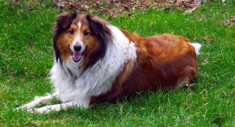 ¿Qué raza de perro era Lassie?