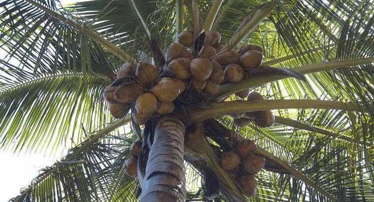 ¿Dónde crecen los cocos?