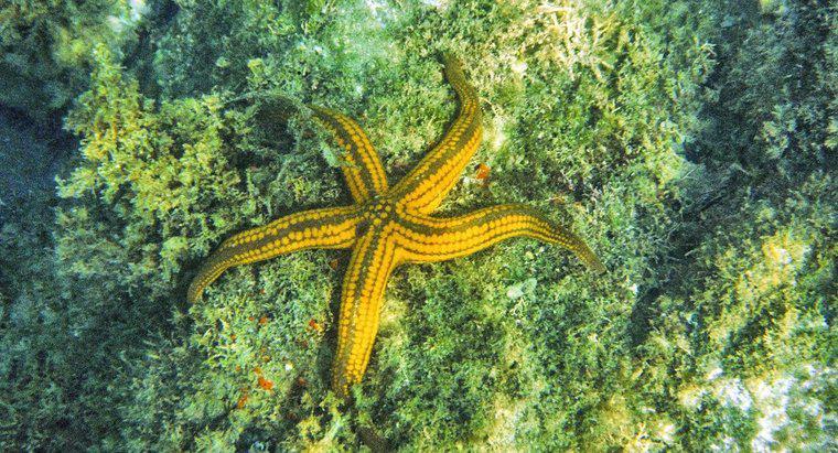 ¿Se considera que las estrellas de mar están en peligro de extinción?