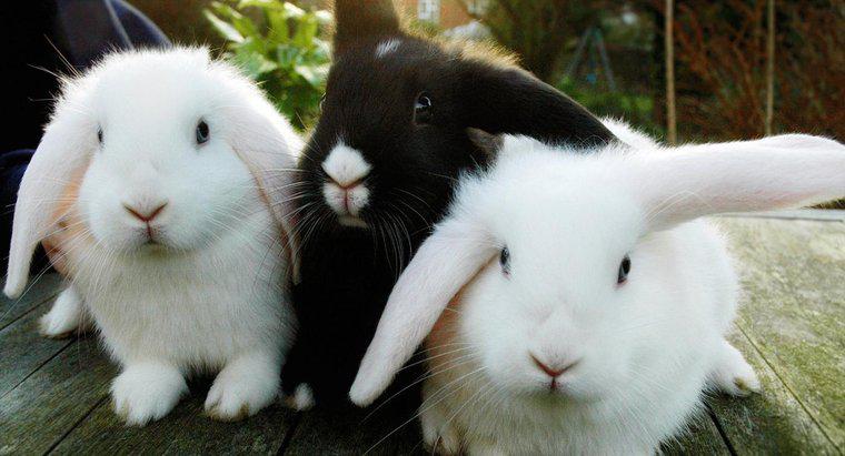 ¿Cómo se puede saber si un conejo es un macho o una hembra?