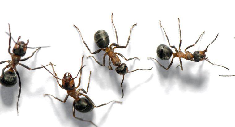 ¿Cómo llamas a un grupo de hormigas?