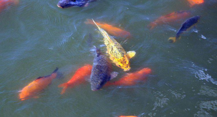 ¿Qué comen los peces de estanque?