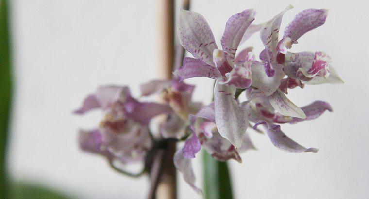¿Cuánto tiempo le toma a una orquídea crecer de una semilla?