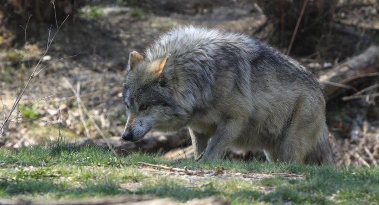 ¿Qué son los depredadores de lobos?