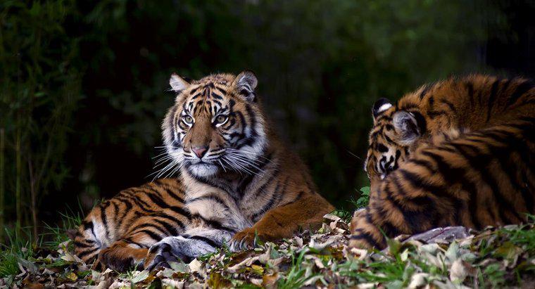 ¿Cómo se comunican los tigres?