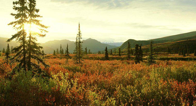 ¿Cuáles son las preocupaciones ecológicas y ambientales del bioma de la tundra?