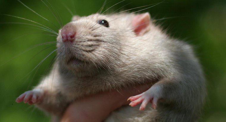 ¿Qué tan inteligentes son las ratas?