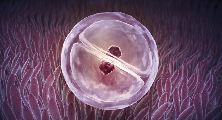 ¿Cuál es la relación entre la mitosis y el cáncer?