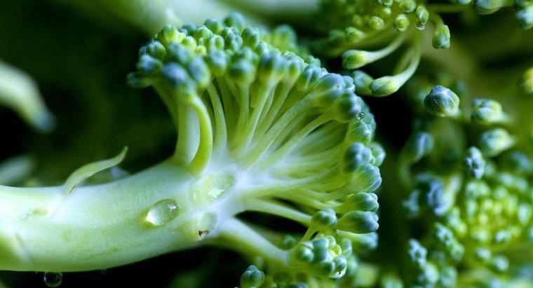 ¿Cómo sabes si el brócoli ha ido mal?