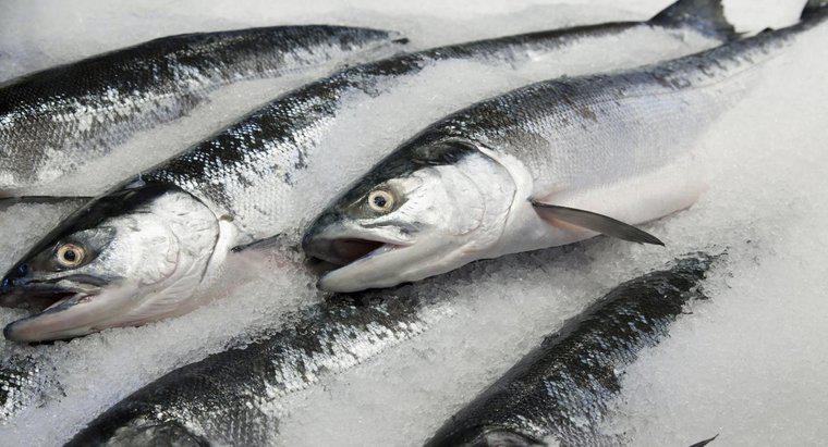 ¿Se puede cocinar salmón congelado entero?