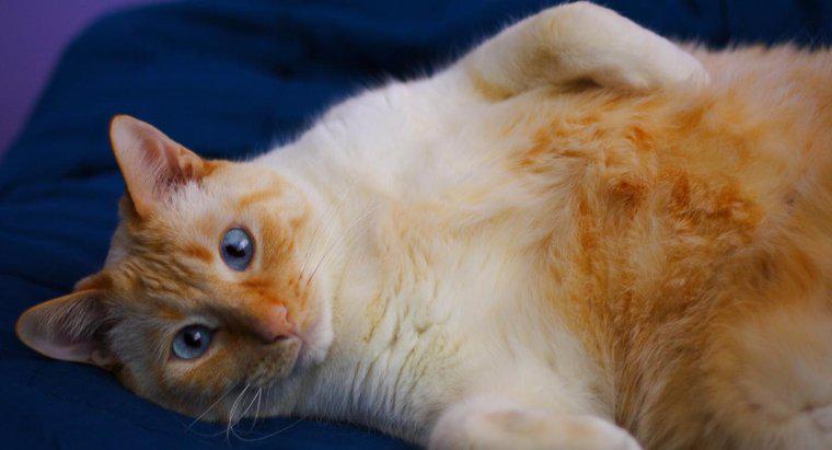 ¿Qué es un gato siamés de punto de llama?