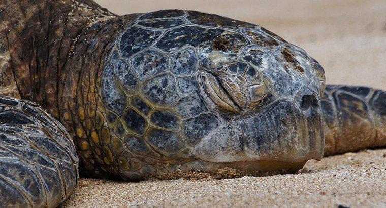 ¿Cómo se puede saber qué edad tiene una tortuga?