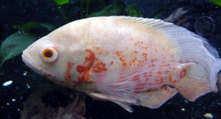 ¿Qué tan grande crece un pez albino Oscar?