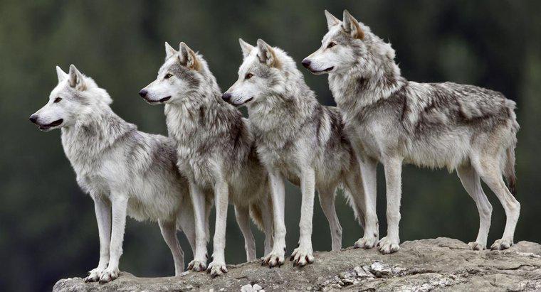 ¿Cómo se llama un grupo de lobos?