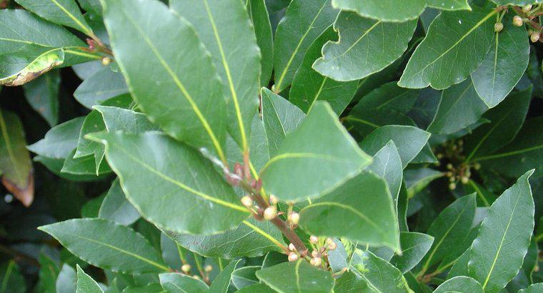 ¿Son seguras las hojas de laurel para comer?