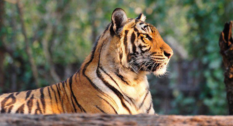 ¿Por qué los tigres son una especie en peligro de extinción?