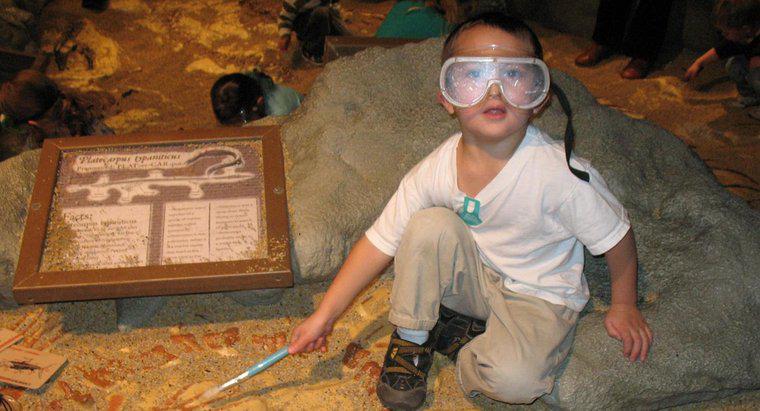 ¿Qué hace un paleontólogo?