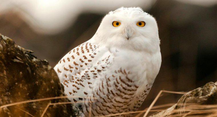 ¿Cuáles son algunos datos divertidos de Snowy Owl para niños?