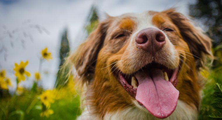 Mascotas 101: ¿Por qué los perros aullan?