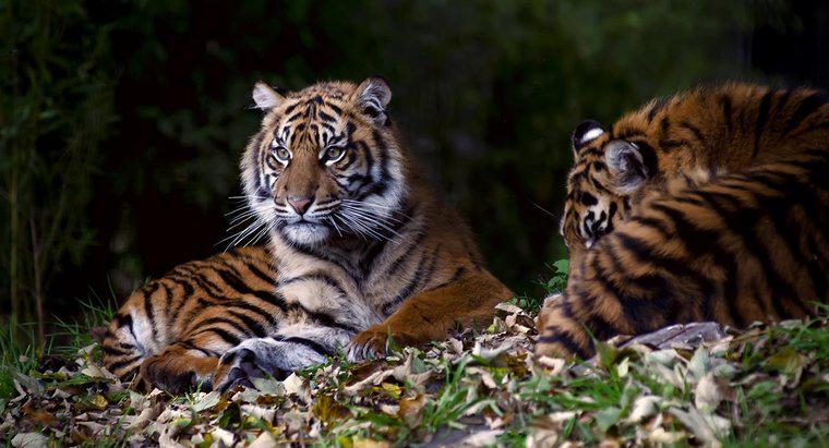 ¿Por qué la gente mata a los tigres?