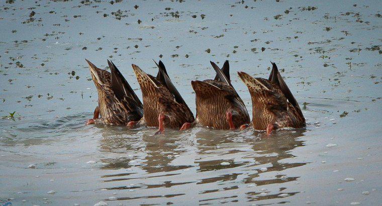 ¿Cuánto tiempo pueden mantener las aves su respiración bajo el agua?