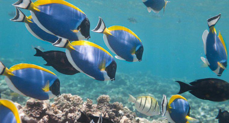 ¿Qué son los peces herbívoros?