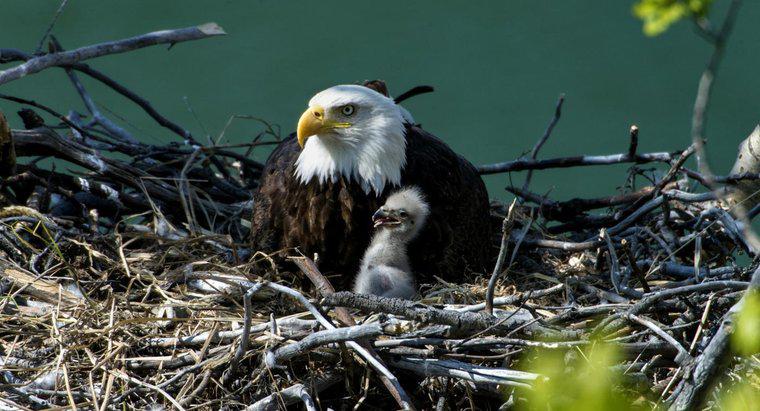 ¿Cómo se llama un nido de águila?