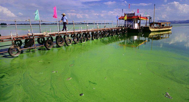 ¿Dónde viven las algas?