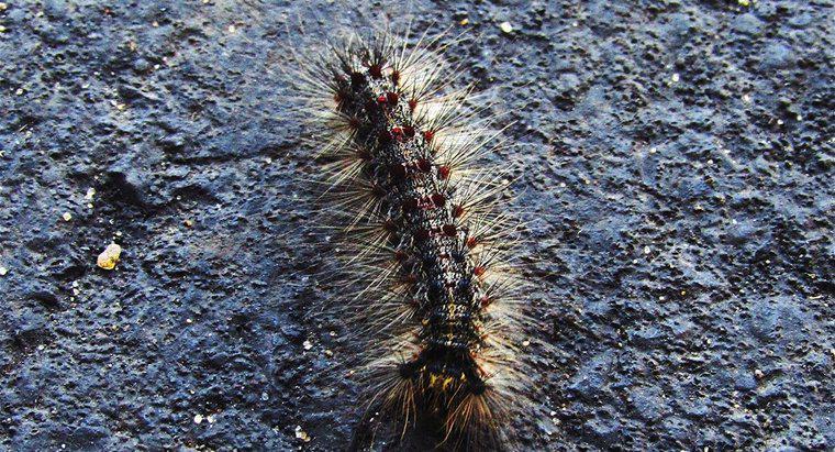 ¿Cuáles son algunas razas de Caterpillar encontradas en Arizona?