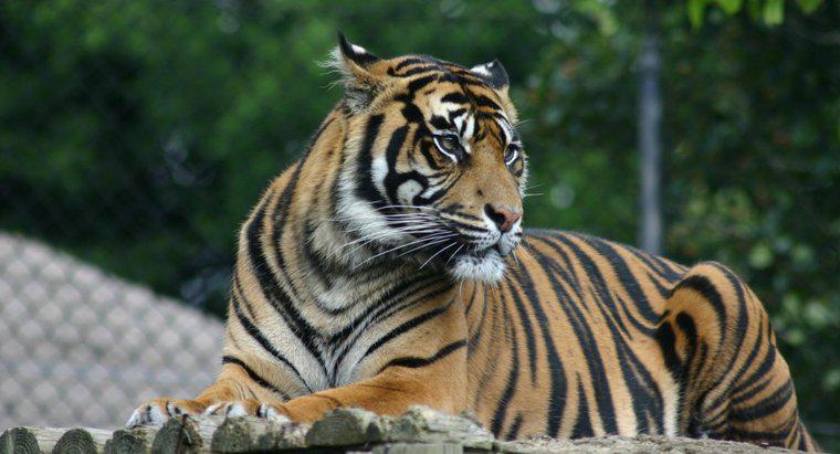 ¿Qué es una adaptación del tigre?