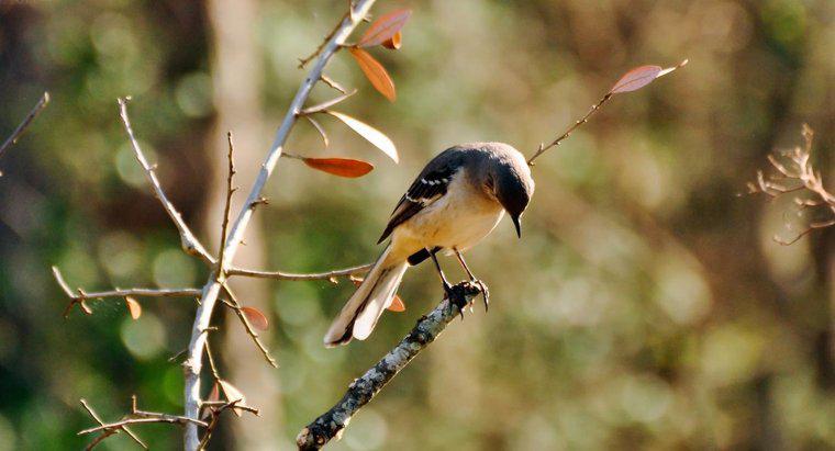 ¿Por qué los mockingbirds se llaman mockingbirds?