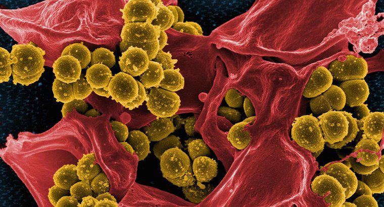¿Qué comen las bacterias?