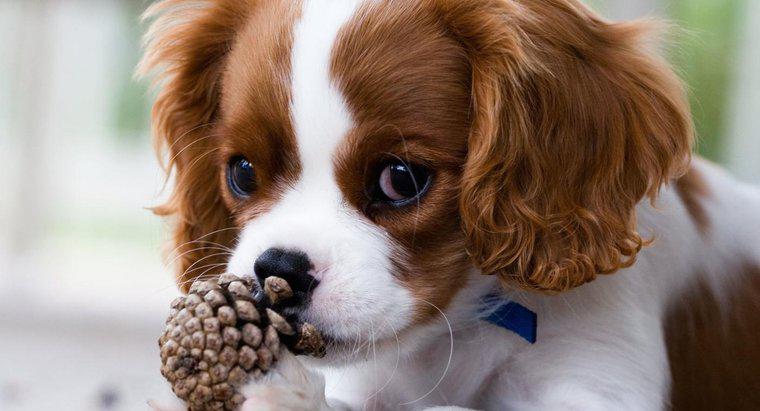 ¿Los conos de pino son tóxicos para los perros?