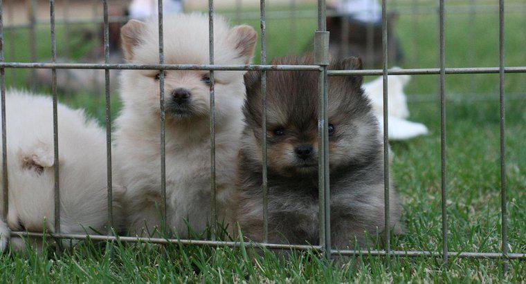 ¿Cuántos cachorros tienen los Pomeranians en una camada?