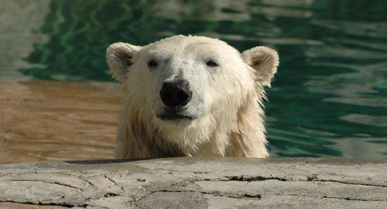 ¿Cómo se adaptan los osos polares a su hábitat?