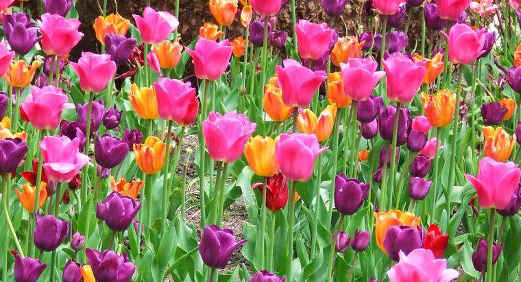 ¿Puedo trasplantar tulipanes en la primavera?