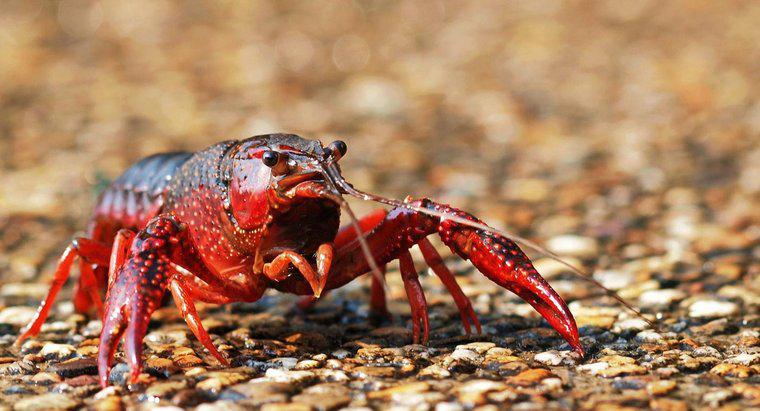 ¿Qué comen los cangrejos de río?
