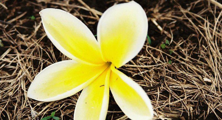 ¿Qué flor se usa para hacer un lei hawaiano?