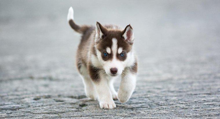 ¿Cuáles son algunos datos sobre cachorros de husky siberiano en miniatura?