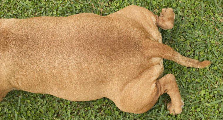 ¿Qué significa cuando un perro lleva su cola entre sus piernas?
