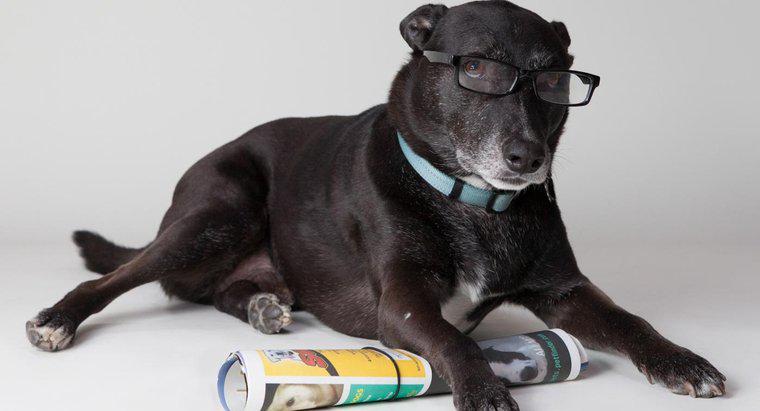 ¿Cuáles son algunos de los perros más inteligentes?