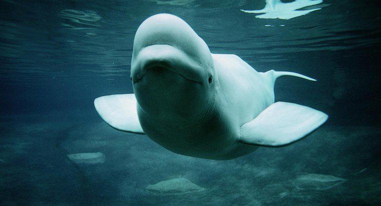 ¿Cómo se defienden las ballenas beluga?