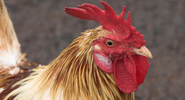 ¿Cómo se llama la piel debajo del cuello de un gallo?