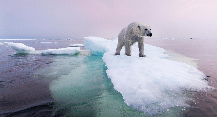 ¿Qué se está haciendo para preservar la población de osos polares?