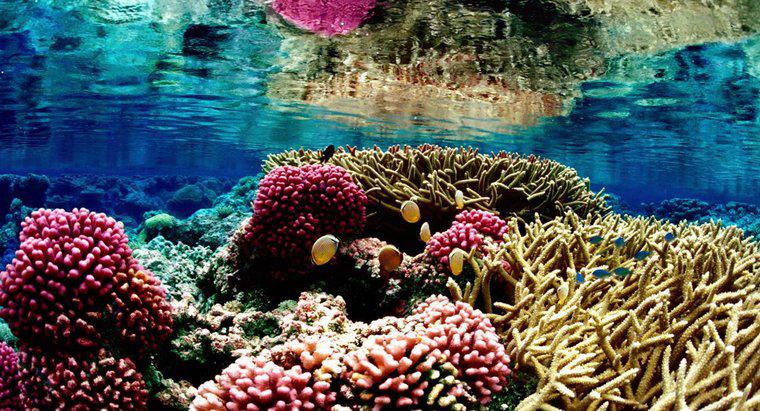 ¿Por qué están en peligro los arrecifes de coral?