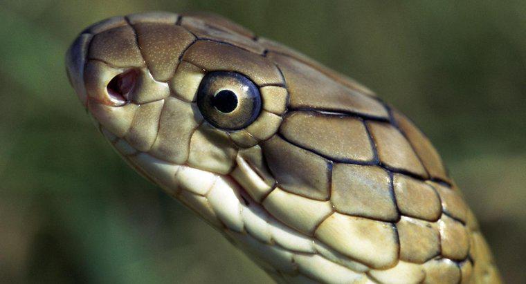 ¿Cuáles son los enemigos naturales de la cobra real?