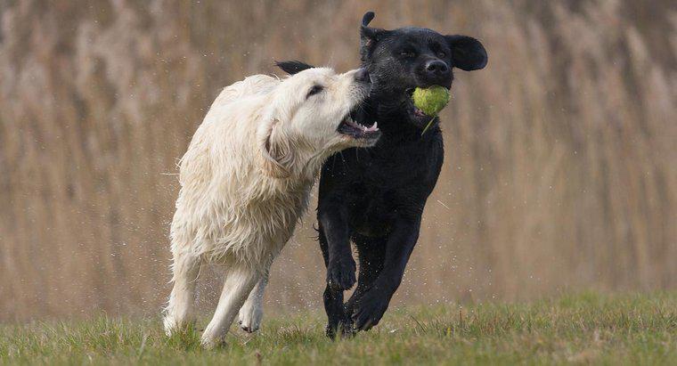 ¿Cuál es la diferencia en un Labrador vs. un Golden Retriever?