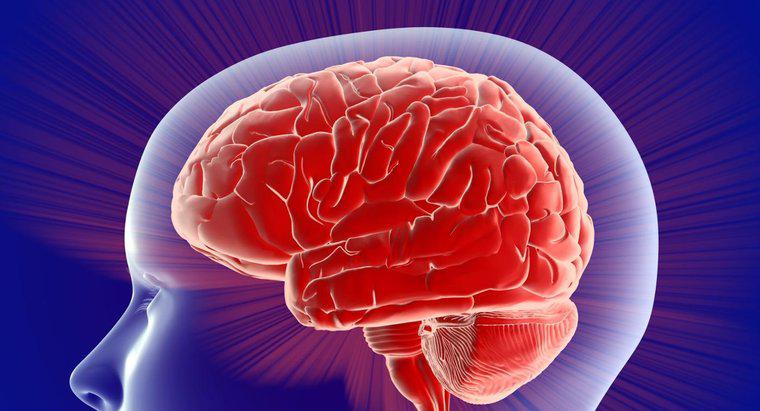 ¿Qué controla el lado izquierdo del cerebro?