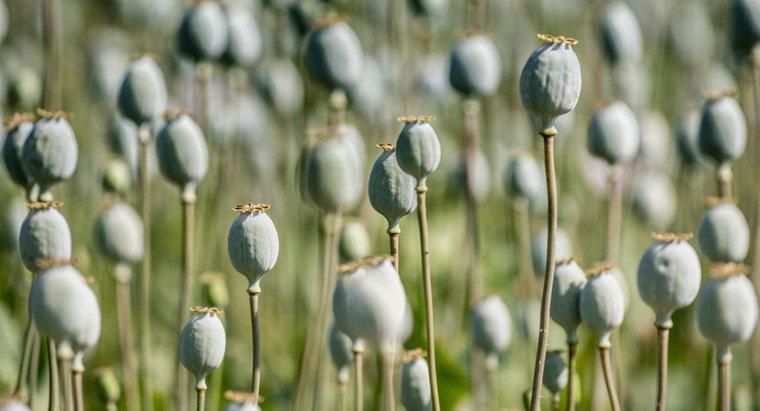 ¿Quién ganó la guerra del opio entre China y Gran Bretaña?