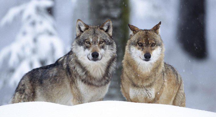 ¿Qué es el nicho ecológico de un lobo gris?